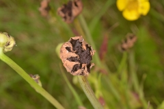 Microbotryum tragopogonis-pratensis