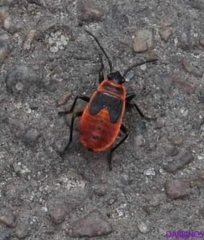 Pyrrhocoris apterus
