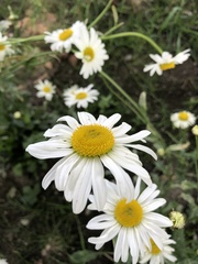 Magnoliopsida