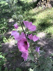 Magnoliopsida