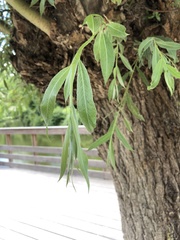 Magnoliopsida