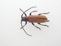 Anaesthetis testacea