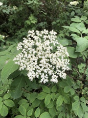Magnoliopsida