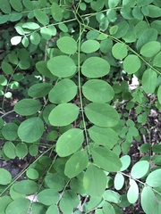 Magnoliopsida