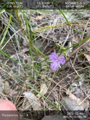 Thysanotus tenellus