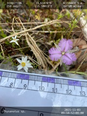 Thysanotus tenellus