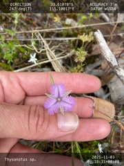 Thysanotus tenellus