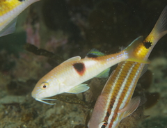 Parupeneus pleurostigma