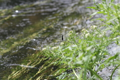 Calopteryx haemorrhoidalis
