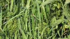 Platycnemis pennipes