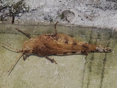 Spharagemon crepitans