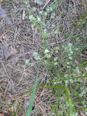 Scleranthus perennis