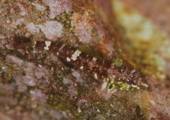 Enneapterygius rufopileus
