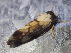 Philenora aspectalella
