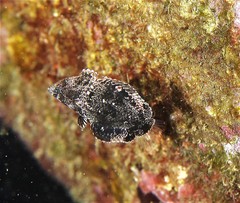 Anampses caeruleopunctatus