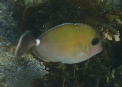 Naso annulatus