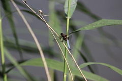 Libellula depressa