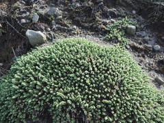 Pimelea carnosa