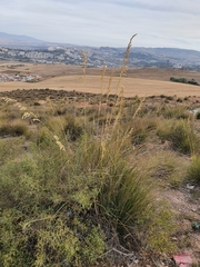 Ampelodesmos mauritanicus