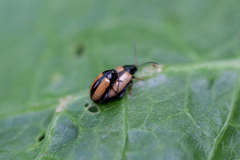 Phyllotreta armoraciae