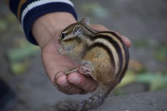 Eutamias sibiricus