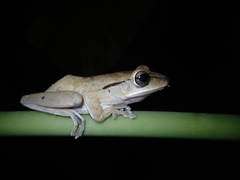 Polypedates megacephalus