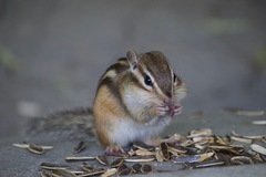 Eutamias sibiricus
