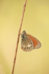 Coenonympha glycerion