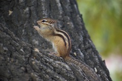 Eutamias sibiricus