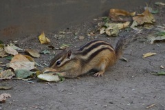Eutamias sibiricus