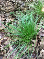 Carex jamesii