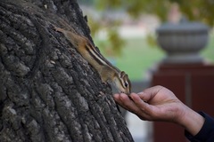 Eutamias sibiricus