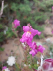 Antirrhinum majus
