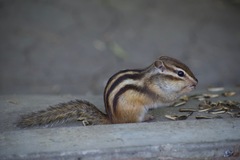 Eutamias sibiricus