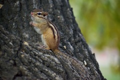 Eutamias sibiricus