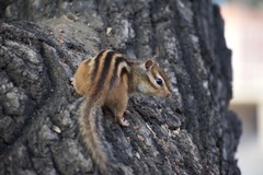 Eutamias sibiricus