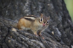 Eutamias sibiricus