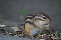 Eutamias sibiricus
