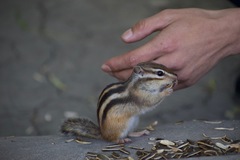 Eutamias sibiricus