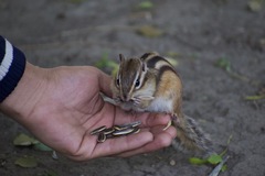 Eutamias sibiricus