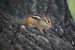 Eutamias sibiricus