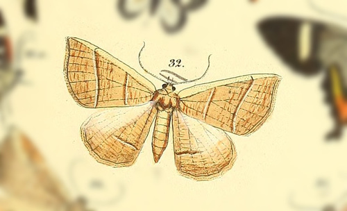 Cosmophyga privataria