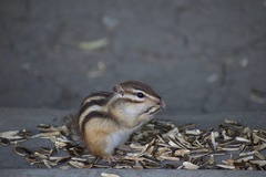 Eutamias sibiricus