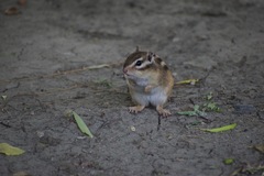 Eutamias sibiricus