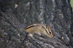 Eutamias sibiricus
