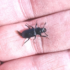 Platycerus caprea