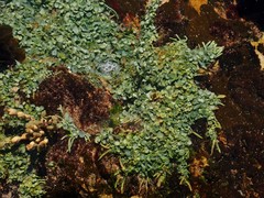 Caulerpa chemnitzia
