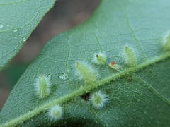 Caryomyia albipilosa