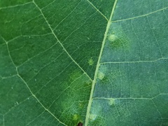 Caryomyia albipilosa