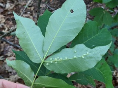 Caryomyia albipilosa